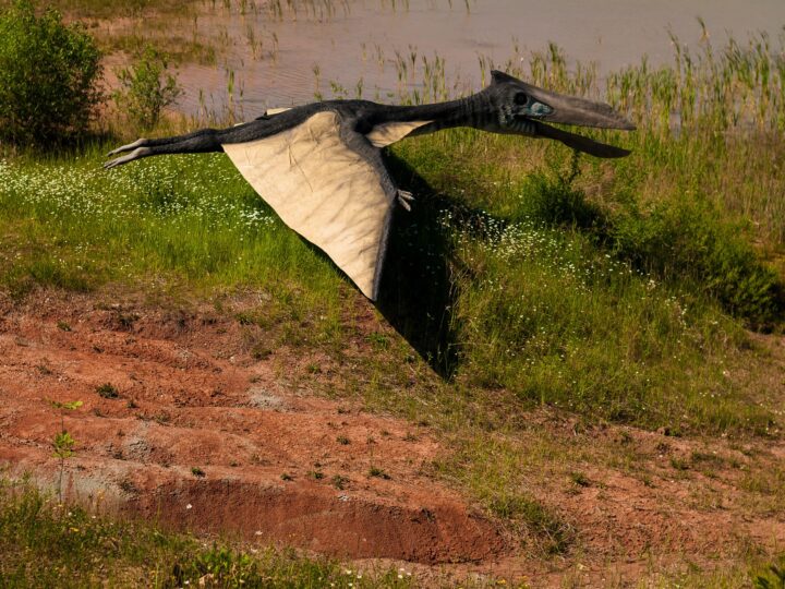 „Smok Śmierci” odkryty w Argentynie jest jednym z największych pterozaurów, jakie kiedykolwiek przecinały niebo
