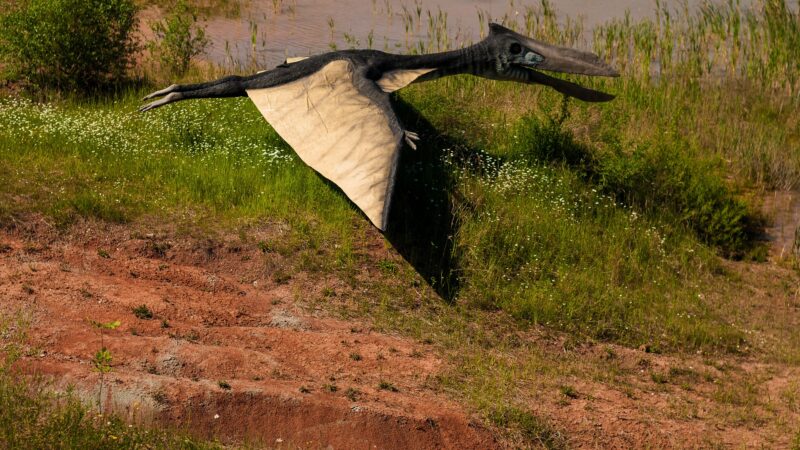 „Smok Śmierci” odkryty w Argentynie jest jednym z największych pterozaurów, jakie kiedykolwiek przecinały niebo