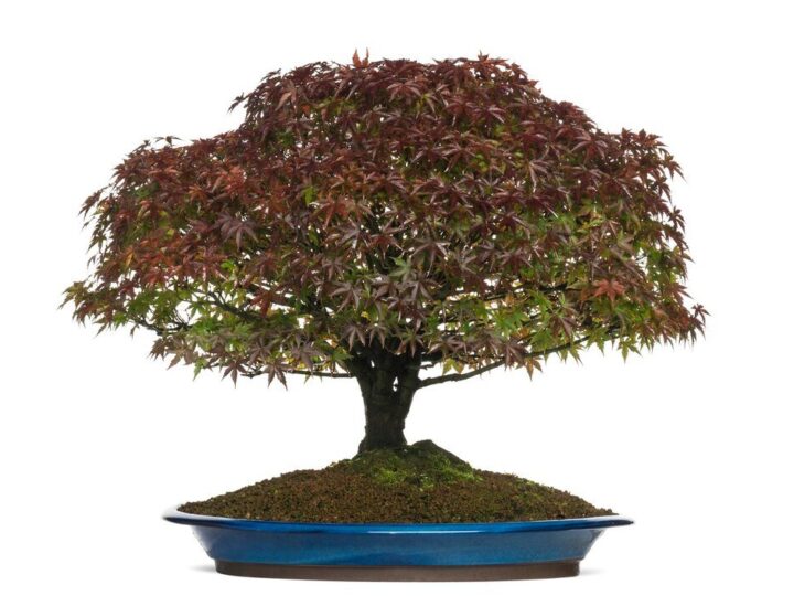 10 najlepszych żywych drzewek bonsai do domu i ogrodu