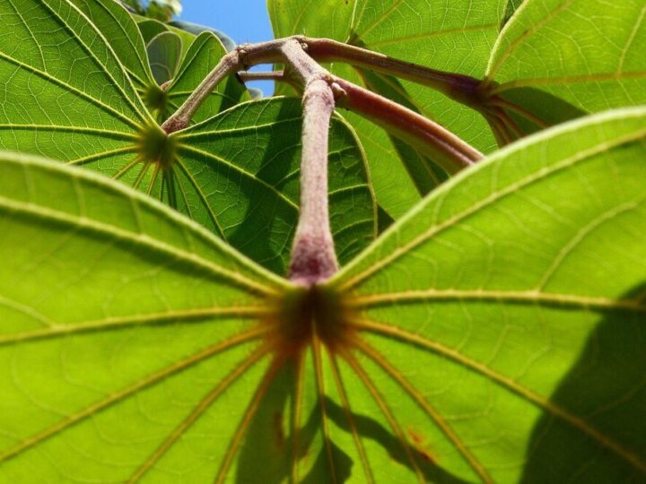 Paulownia – cesarskie drzewo jak uprawiać i pielęgnować