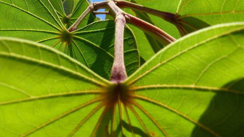 Paulownia – cesarskie drzewo jak uprawiać i pielęgnować