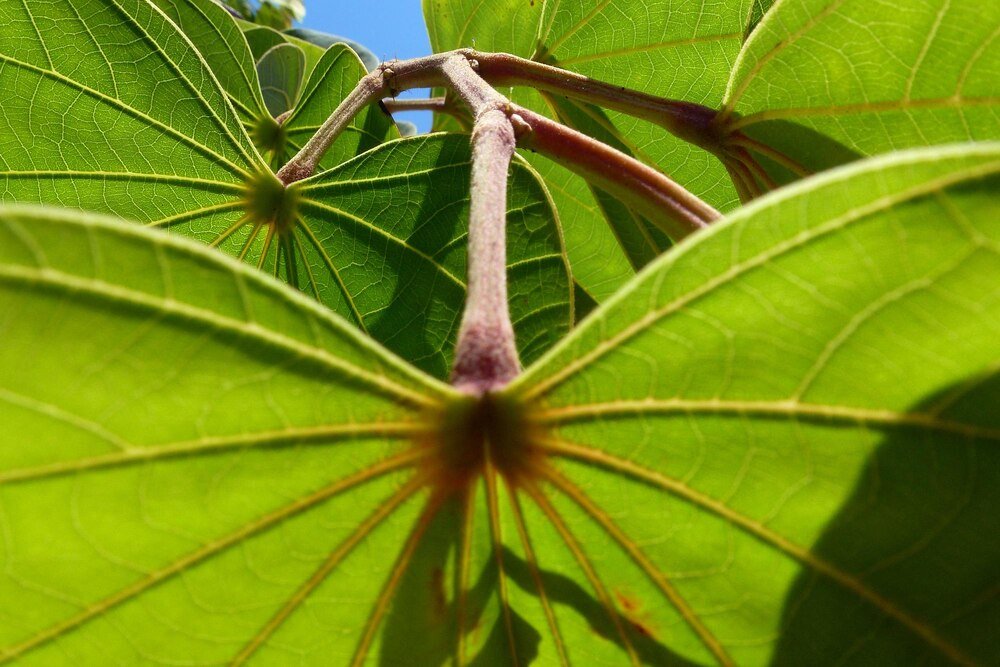 Paulownia – cesarskie drzewo jak uprawiać i pielęgnować