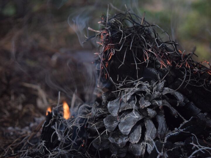Trzmielina oskrzydlona – jak uprawiać płonący krzew w ogrodzie