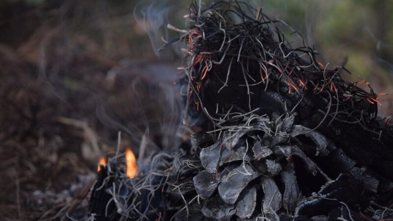 Trzmielina oskrzydlona – jak uprawiać płonący krzew w ogrodzie