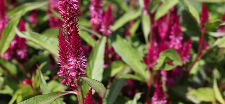 Jak uprawiać kwiaty amarantusa w ogrodzie – poradnik dla ogrodników
