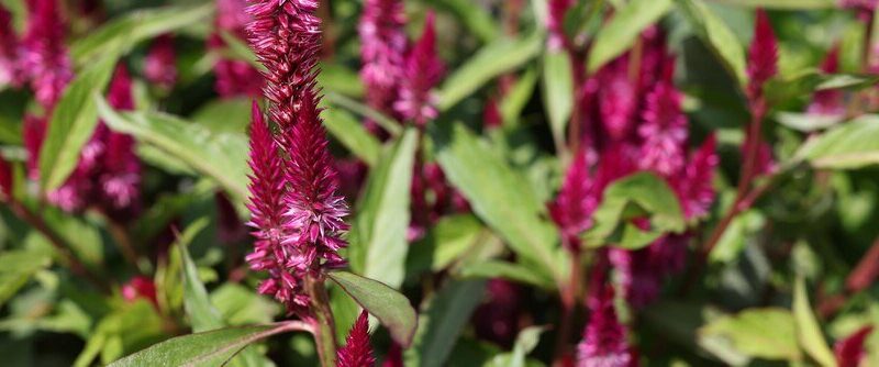 Jak uprawiać kwiaty amarantusa w ogrodzie – poradnik dla ogrodników