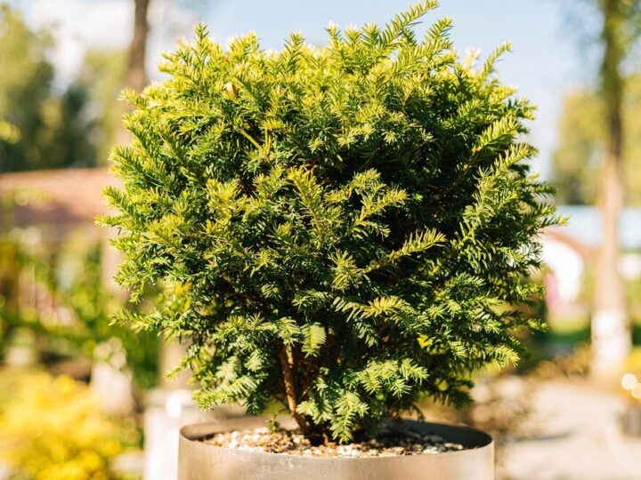 Najpiękniejsze drzewa ozdobne do małego ogrodu