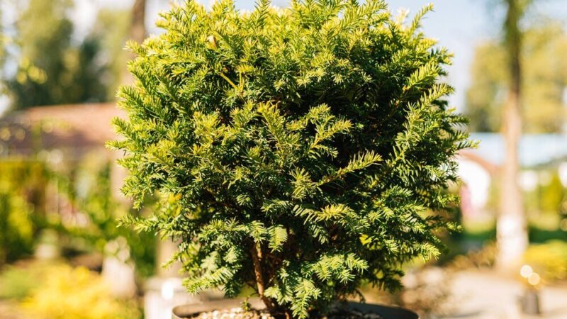 Najpiękniejsze drzewa ozdobne do małego ogrodu