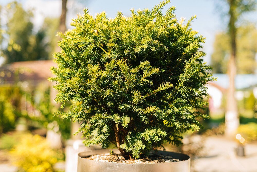 Najpiękniejsze drzewa ozdobne do małego ogrodu