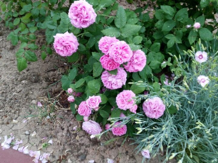 Najpiękniejsze róże okrywowe: odmiany długo kwitnące i bezobsługowe