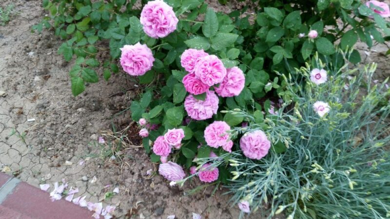 Najpiękniejsze róże okrywowe: odmiany długo kwitnące i bezobsługowe