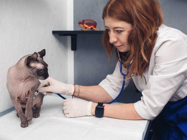 Czym się różni sterylizacja od kastracji u zwierząt domowych