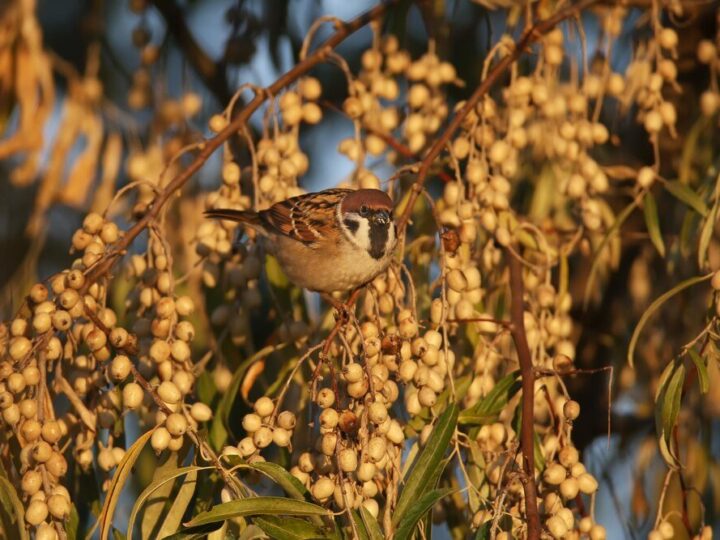 Ptaki śpiewające nieco większe od wróbli – jakie gatunki warto znać