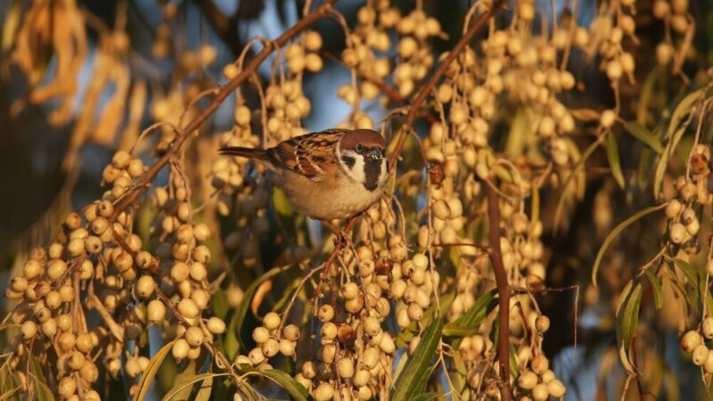 Ptaki śpiewające nieco większe od wróbli – jakie gatunki warto znać