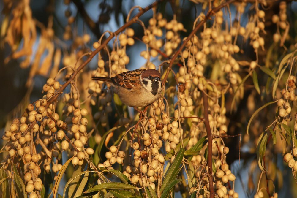 Ptaki śpiewające nieco większe od wróbli – jakie gatunki warto znać