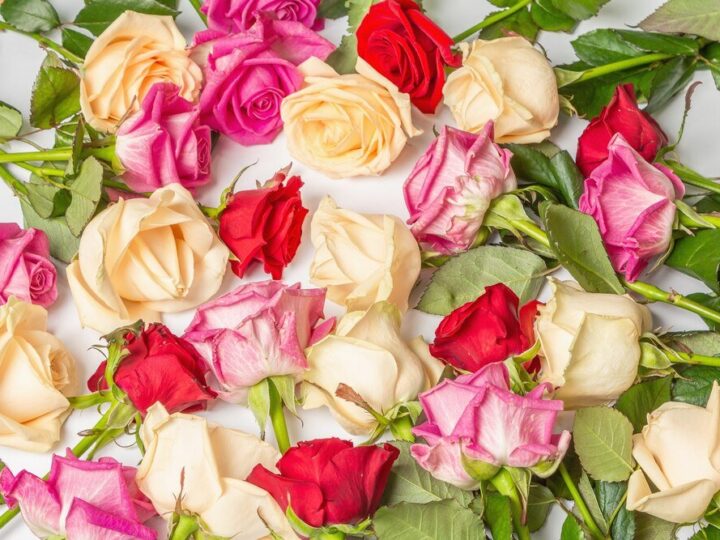 Znaczenie róż – kolory, liczba i ich symbolika
