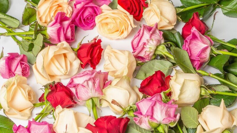 Znaczenie róż – kolory, liczba i ich symbolika