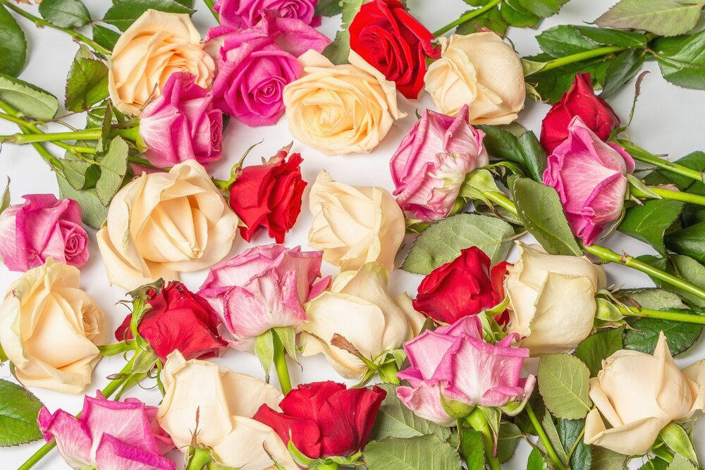 Znaczenie róż – kolory, liczba i ich symbolika